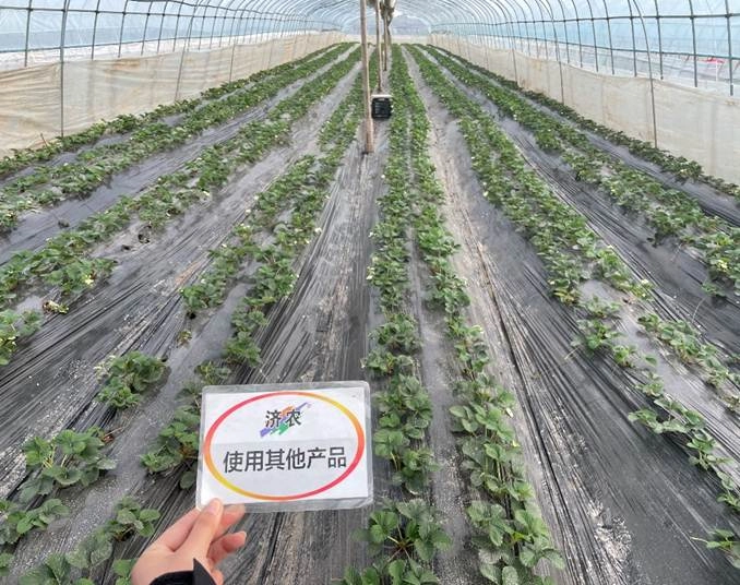 The Results of Flower Bud Differentiation in Zhejiang Strawberry Using Jinong Letu(图2)