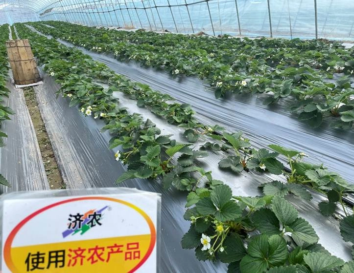 The Results of Flower Bud Differentiation in Zhejiang Strawberry Using Jinong Letu(图3)