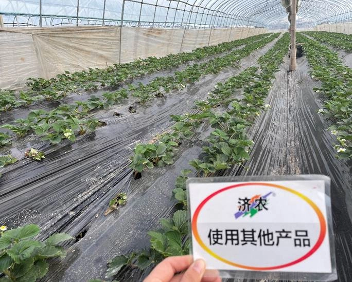 The Results of Flower Bud Differentiation in Zhejiang Strawberry Using Jinong Letu(图4)