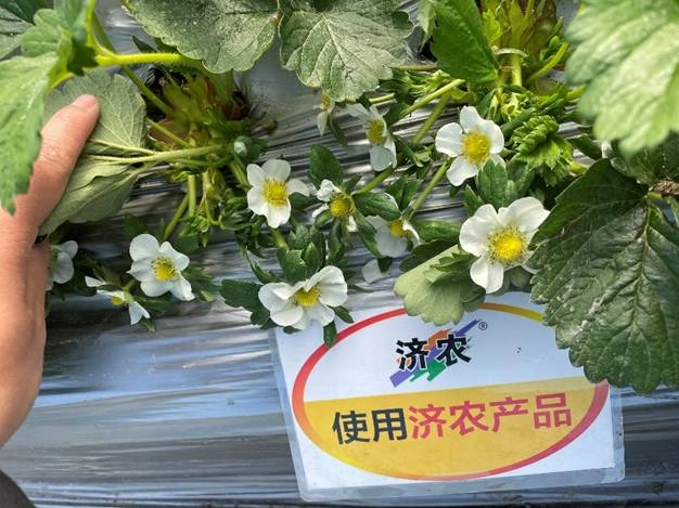 The Results of Flower Bud Differentiation in Zhejiang Strawberry Using Jinong Letu(图5)