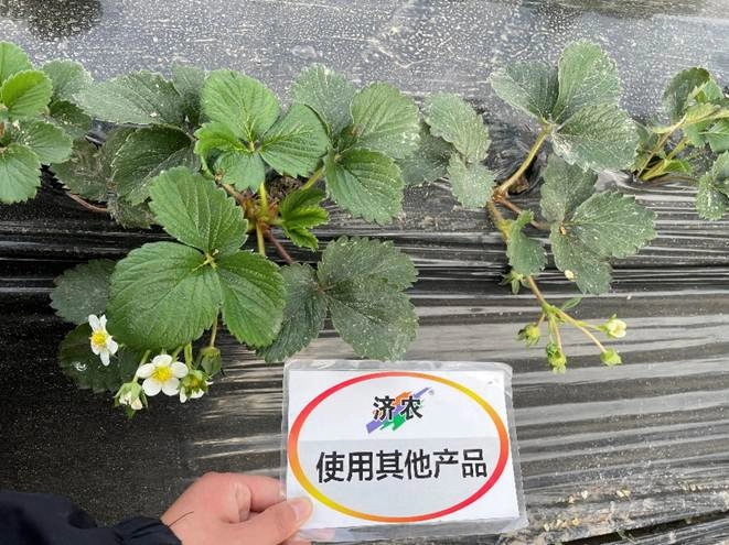 The Results of Flower Bud Differentiation in Zhejiang Strawberry Using Jinong Letu(图6)