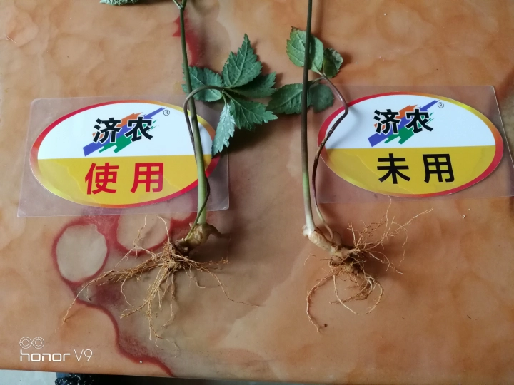 The effect of using Jinong Letu and Jinong Root Foraging in Yunnan Sanqi(图4)