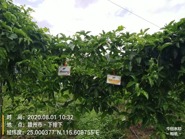 The Effect of Using Jinong 800 for Jiangxi Passion Fruit(图2)