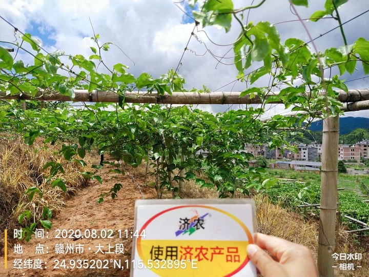 The Effect of Using Jinong 800 for Jiangxi Passion Fruit(图3)