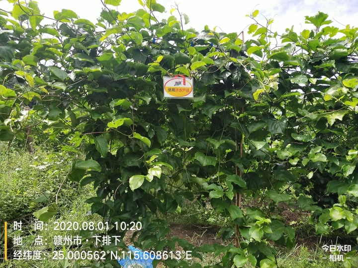 The Effect of Using Jinong 800 for Jiangxi Passion Fruit(图5)