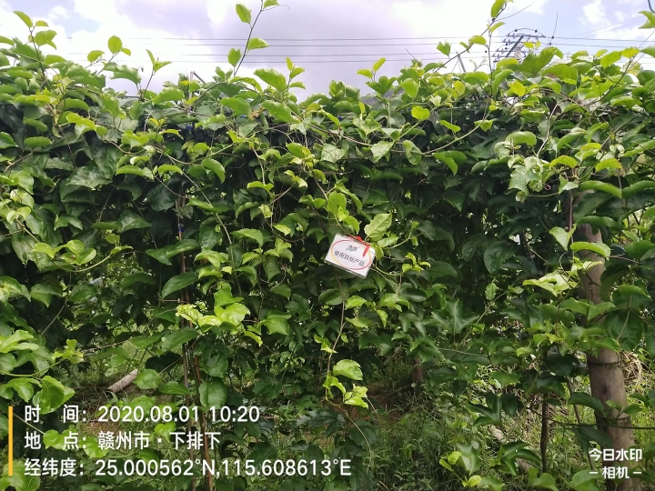 The Effect of Using Jinong 800 for Jiangxi Passion Fruit(图6)