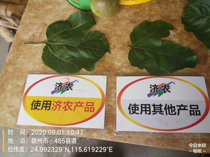 The Effect of Using Jinong 800 for Jiangxi Passion Fruit(图7)