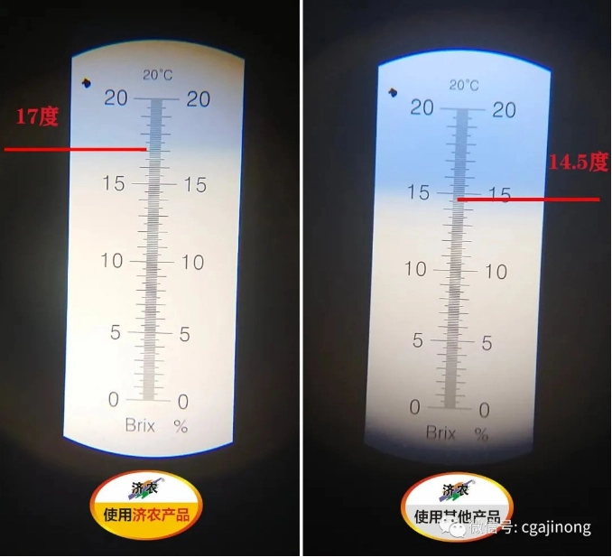 The Effect of Using Jinong 800 for Jiangxi Passion Fruit(图10)