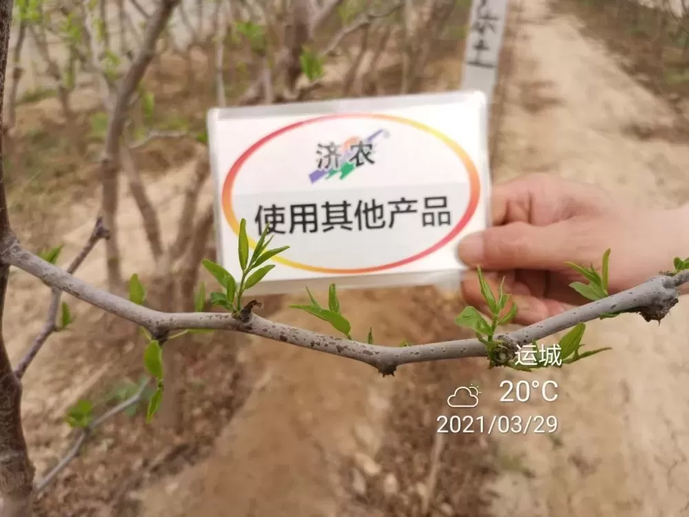 The Effect of Shanxi Winter Jujube Using Jinong Letu+Jinong Flower Qianguo(图2)