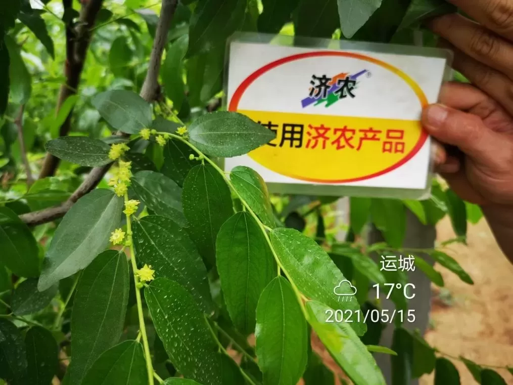 The Effect of Shanxi Winter Jujube Using Jinong Letu+Jinong Flower Qianguo(图4)