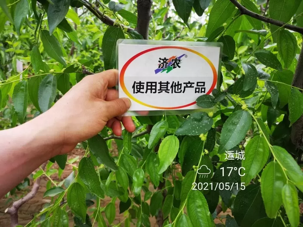 The Effect of Shanxi Winter Jujube Using Jinong Letu+Jinong Flower Qianguo(图5)