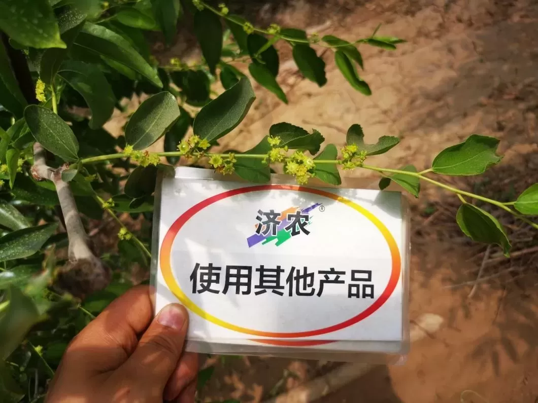 The Effect of Shanxi Winter Jujube Using Jinong Letu+Jinong Flower Qianguo(图7)