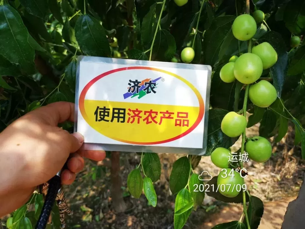 The Effect of Shanxi Winter Jujube Using Jinong Letu+Jinong Flower Qianguo(图9)