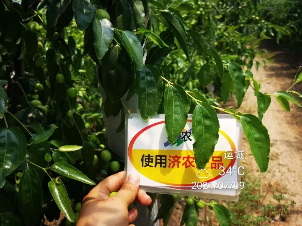 The Effect of Shanxi Winter Jujube Using Jinong Letu+Jinong Flower Qianguo(图11)