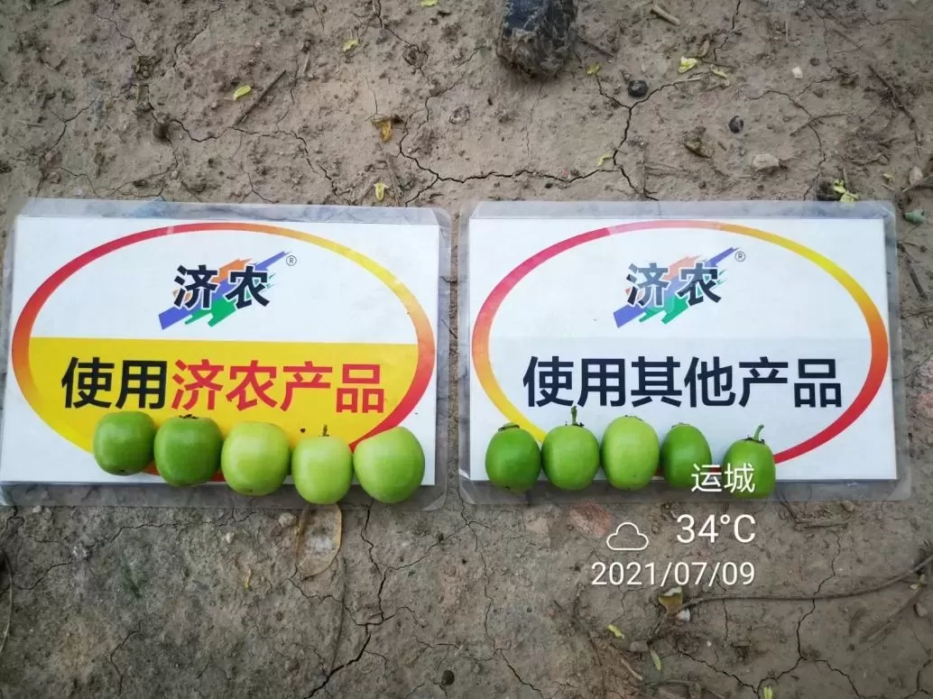 The Effect of Shanxi Winter Jujube Using Jinong Letu+Jinong Flower Qianguo(图8)