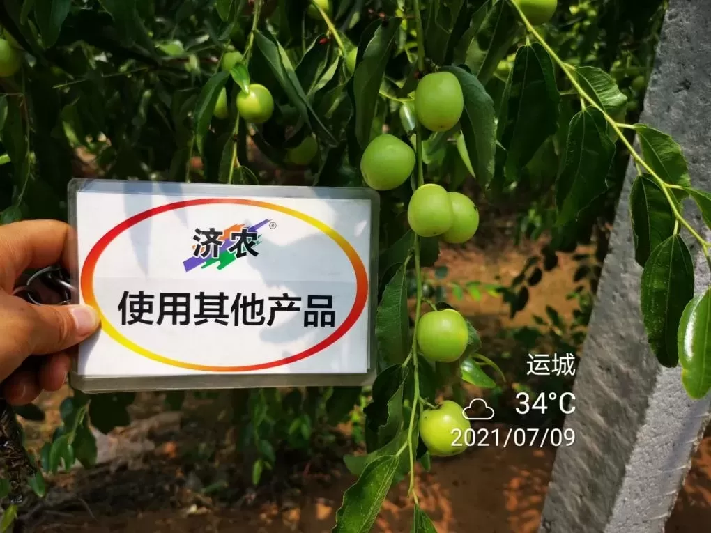 The Effect of Shanxi Winter Jujube Using Jinong Letu+Jinong Flower Qianguo(图10)