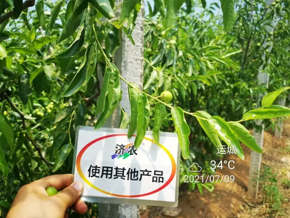 The Effect of Shanxi Winter Jujube Using Jinong Letu+Jinong Flower Qianguo(图12)