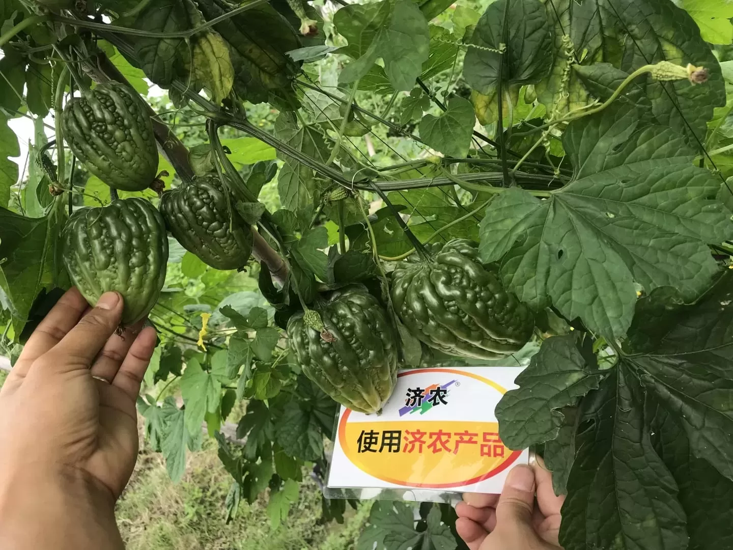 The Effect of Guangdong Dading Bitter Melon Using Jinong Leopard Head Rinsing Upgrade Version(图2)