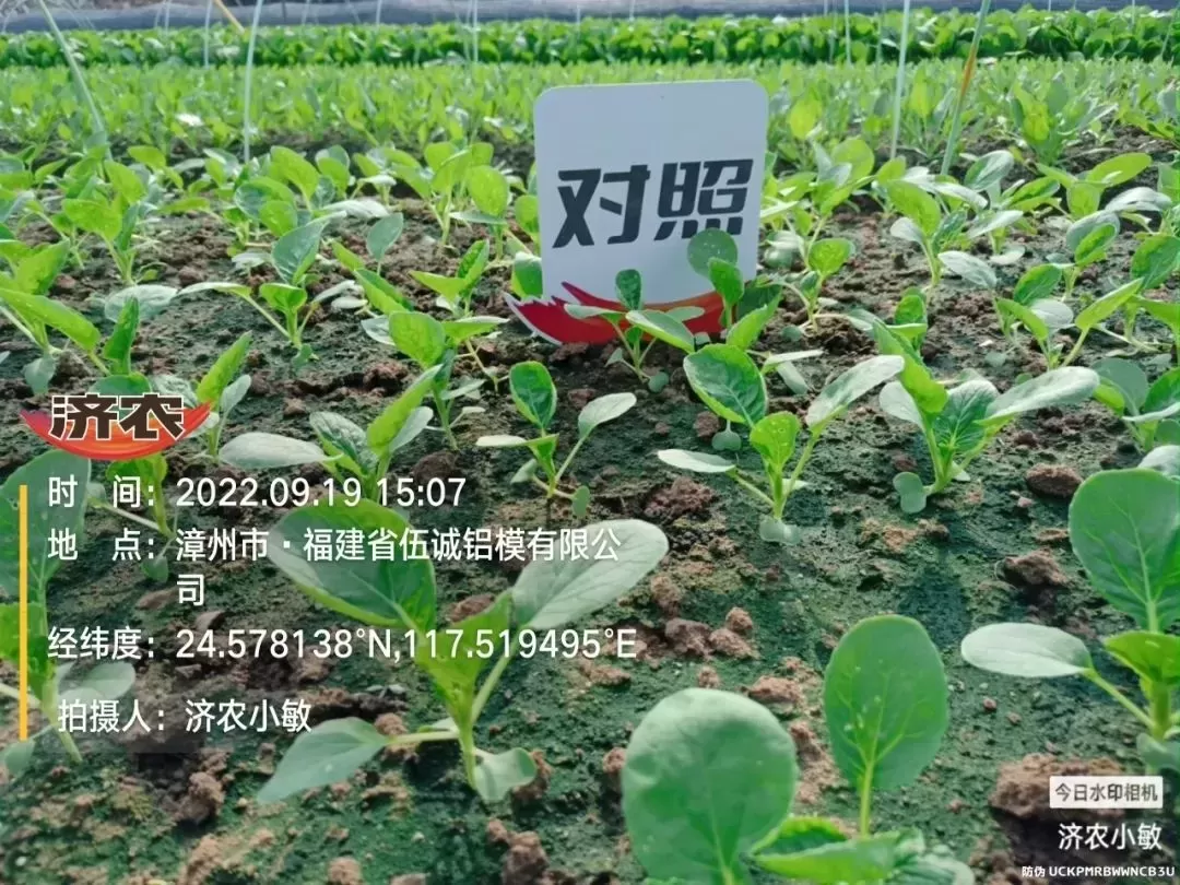 The Effect of Using Fujian Green Vegetables to Promote Colorful Agriculture(图2)