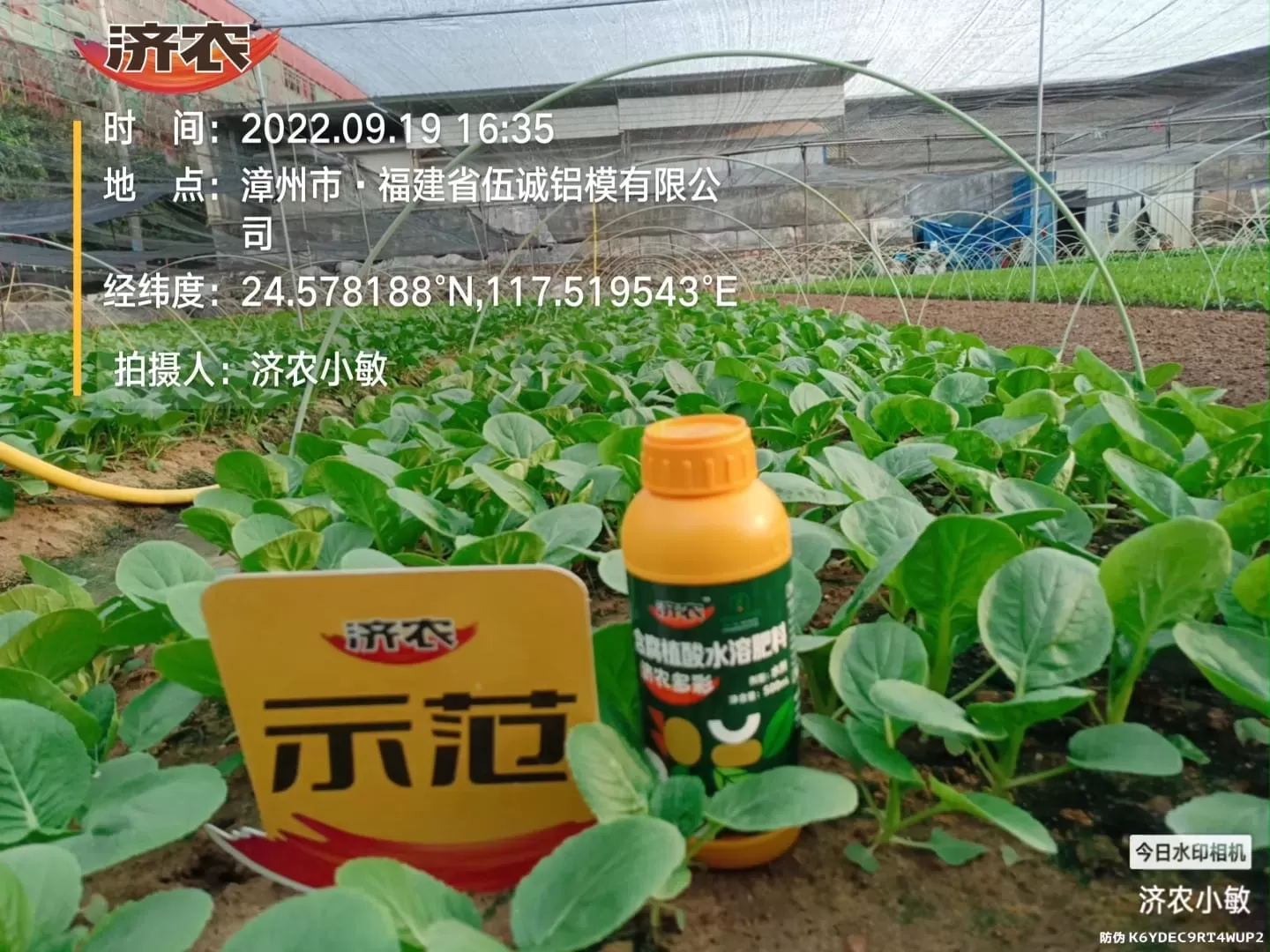 The Effect of Using Fujian Green Vegetables to Promote Colorful Agriculture(图1)