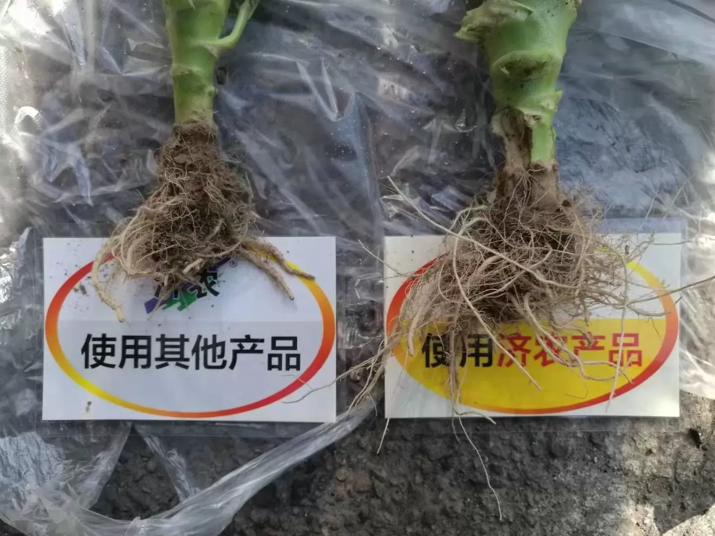 The Effect of Shanxi Xilan Flower Using Jinong Letu+Jinong Root Foraging(图3)