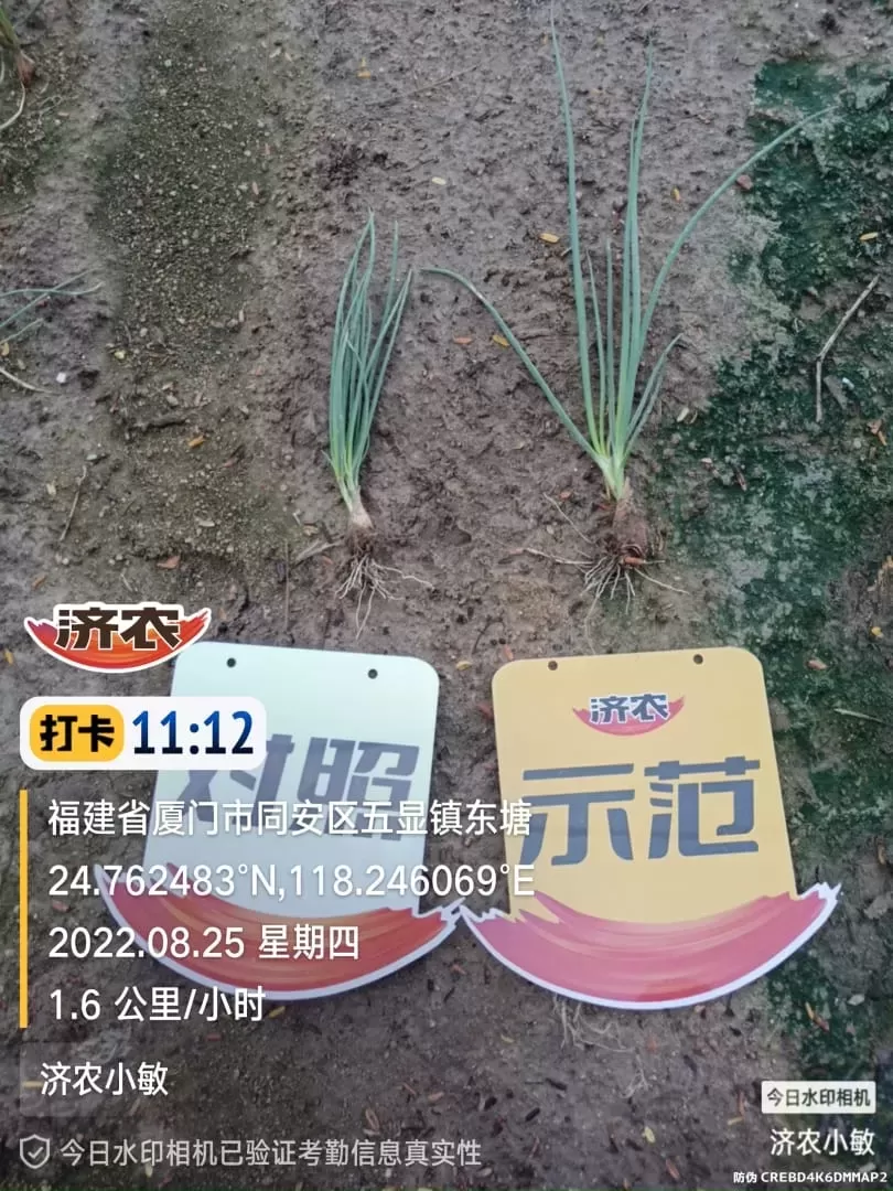 The Effect of Using Jinong Big Mouth Root for Fujian Scallions(图4)