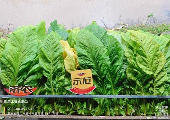 Experimental results of using Jinong Letu in Yunnan tobacco to improve yield and quality(图2)