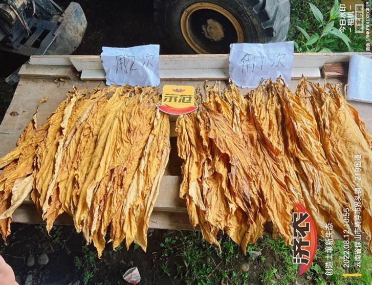 Experimental results of using Jinong Letu in Yunnan tobacco to improve yield and quality(图6)