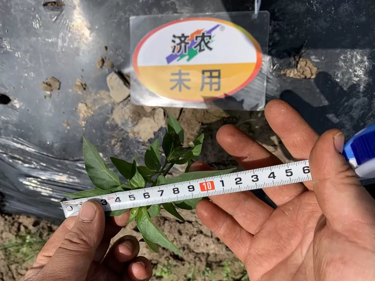 The effect of using Jinnong Letu in Chongqing chili peppers(图7)