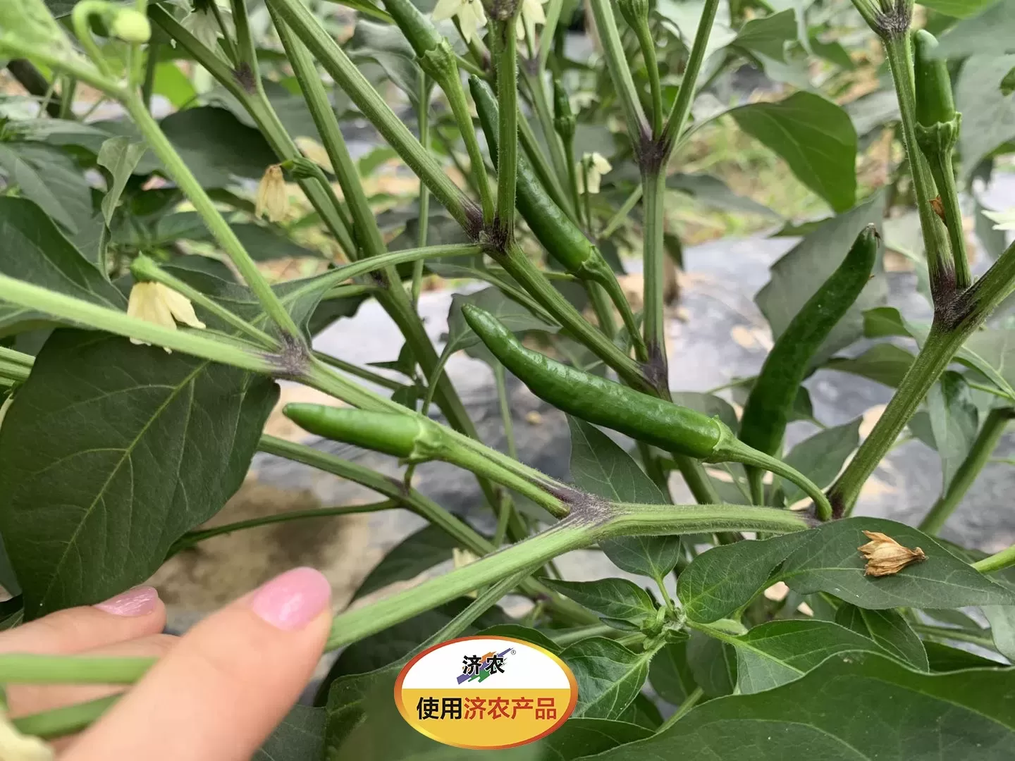 The effect of using Jinnong Letu in Chongqing chili peppers(图13)