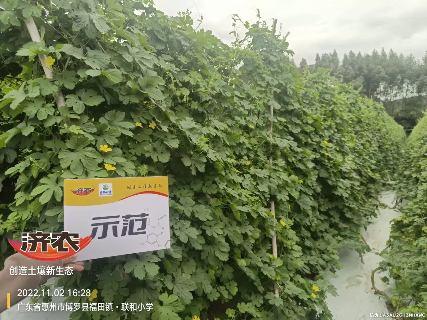 The Effect of Guangdong Bitter Melon Using Jinnong Letu(图3)