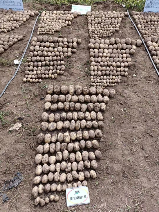 The yield measurement results of potatoes in Hebei Province after using Jinong Letu(图3)