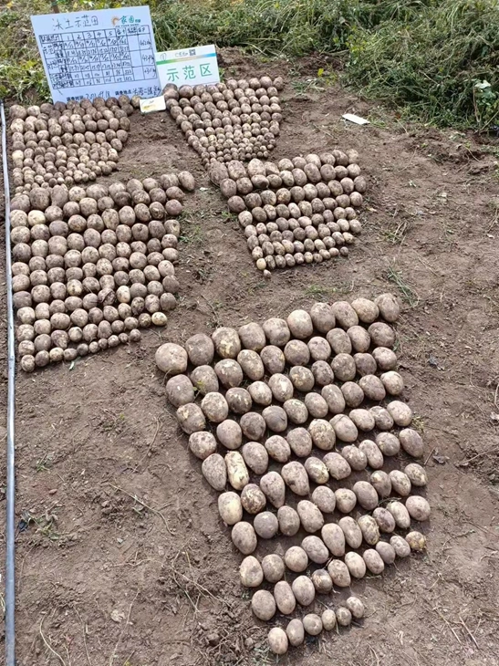 The yield measurement results of potatoes in Hebei Province after using Jinong Letu(图2)