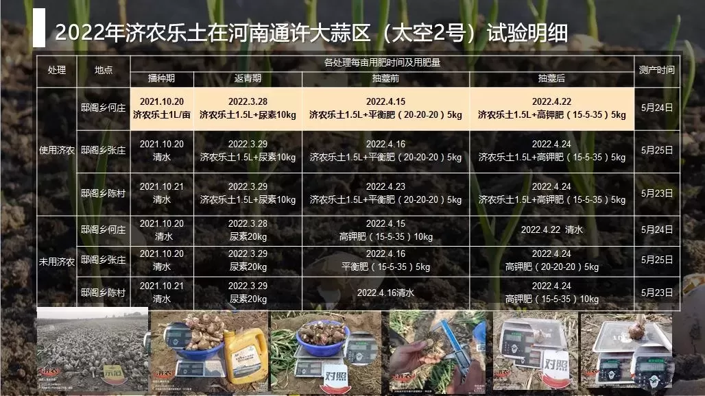 The yield measurement results of garlic using Jinong Letu in Tongxu, Henan Province(图1)