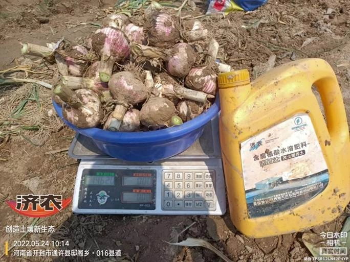 The yield measurement results of garlic using Jinong Letu in Tongxu, Henan Province(图2)