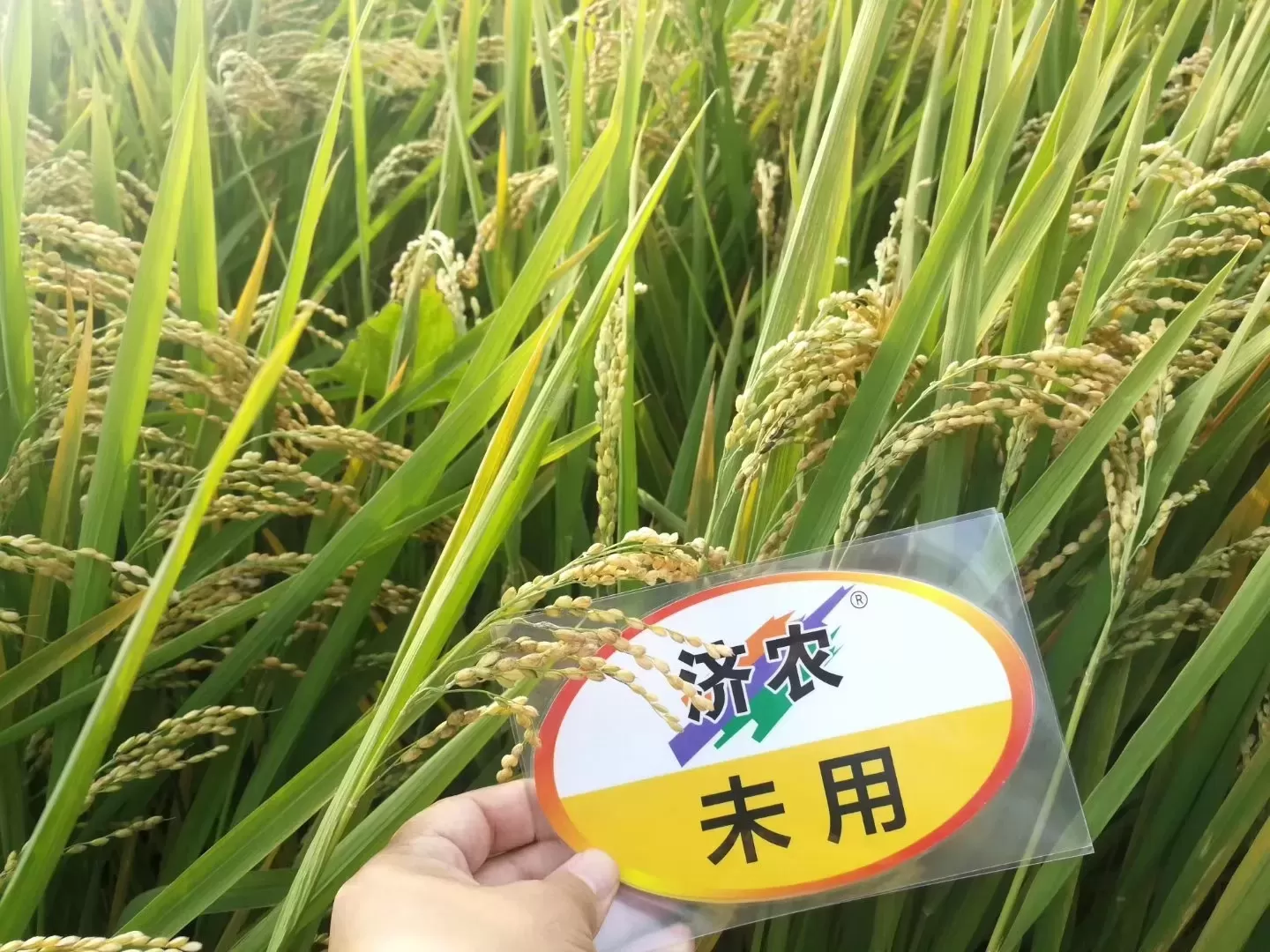 The Effect of Using Jinong 800 in Guangdong Rice(图3)