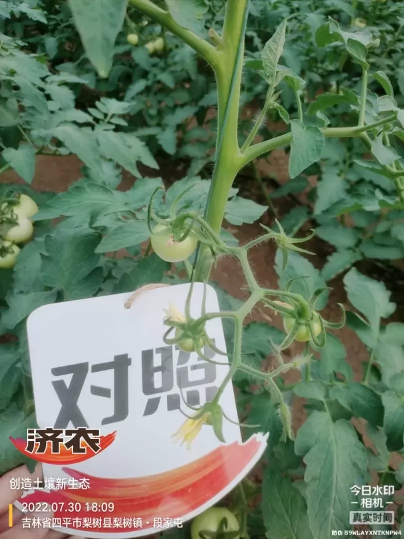 The Effect of Jilin Tomatoes Using Jinnong Letu(图2)