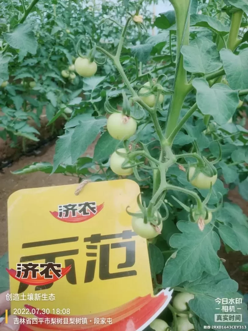 The Effect of Jilin Tomatoes Using Jinnong Letu(图3)