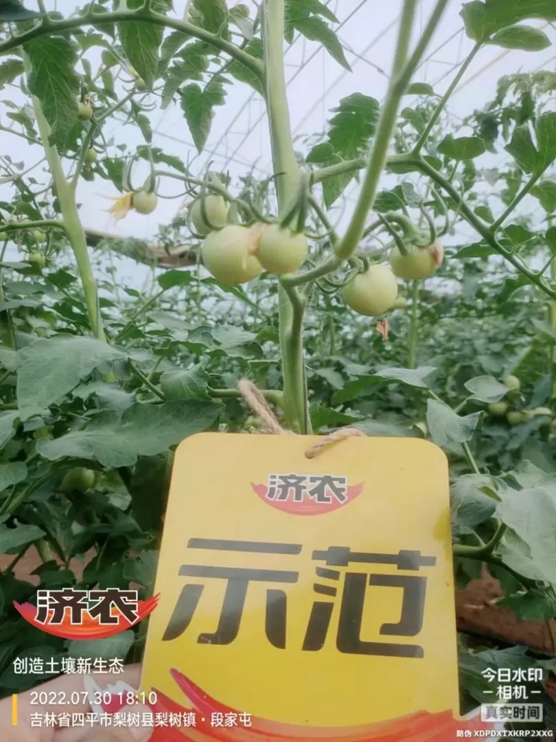 The Effect of Jilin Tomatoes Using Jinnong Letu(图5)