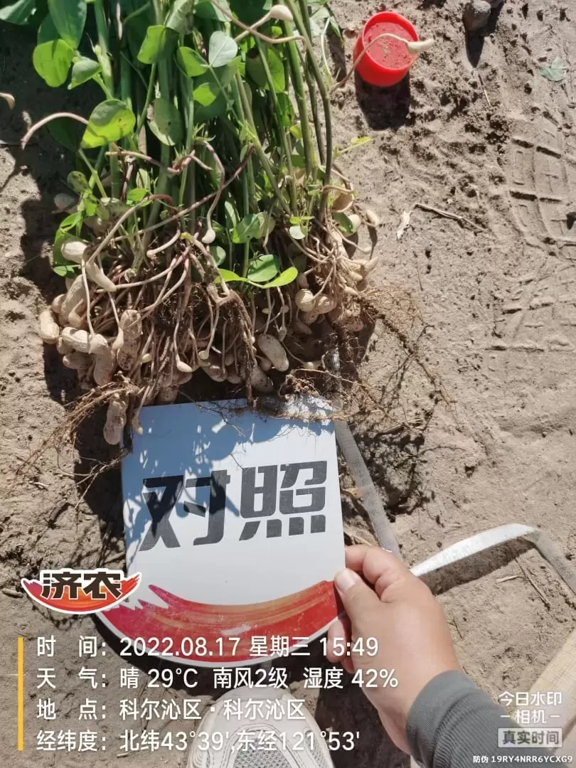 Effect of using Jinong Letu+Jinong Crown Irrigation for Peanuts in Inner Mongolia 2(图3)