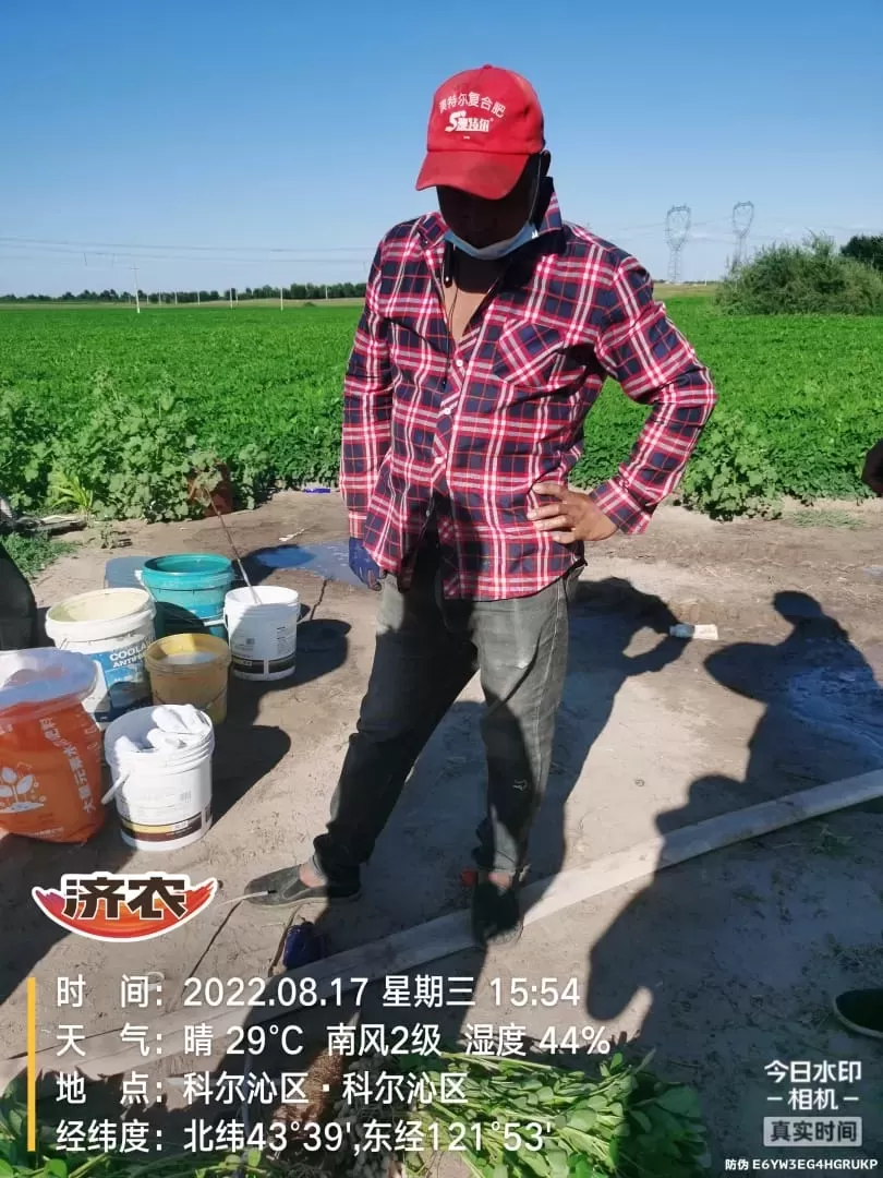 Effect of using Jinong Letu+Jinong Crown Irrigation for Peanuts in Inner Mongolia 2(图1)