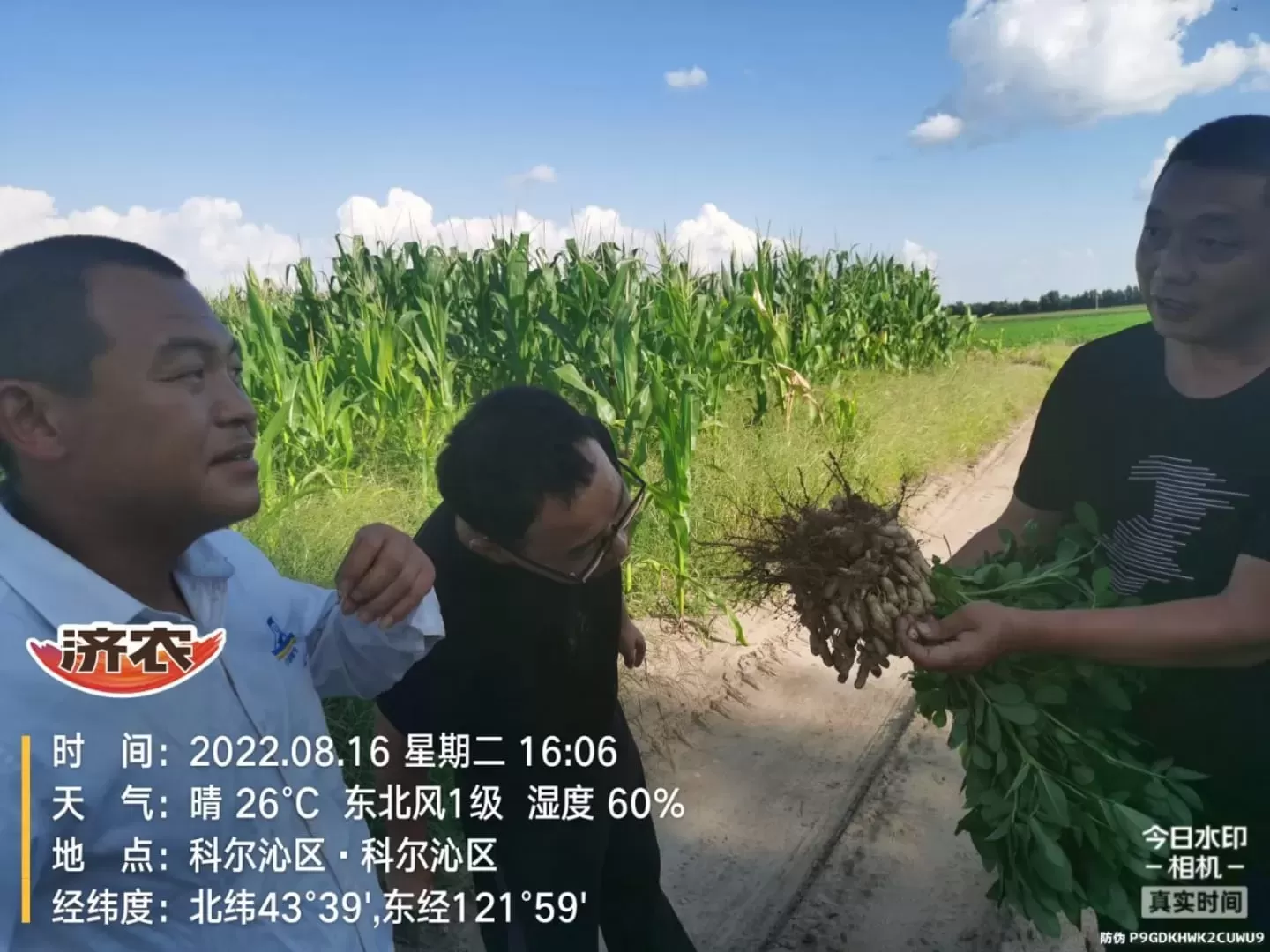 Effect of Inner Mongolia Peanuts Using Jinong Letu+Jinong Crown Irrigation(图1)