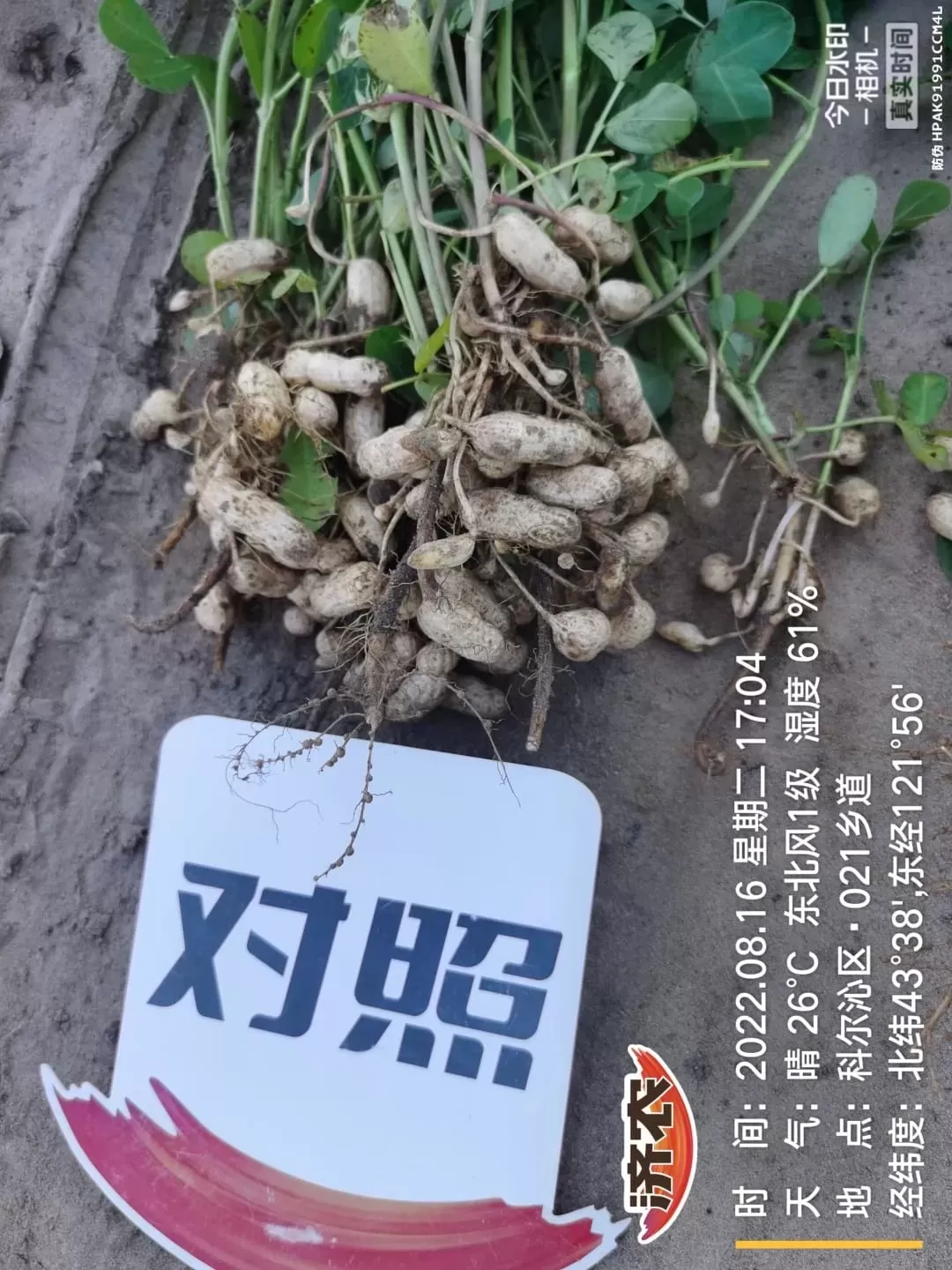 Effect of Inner Mongolia Peanuts Using Jinong Letu+Jinong Crown Irrigation(图3)