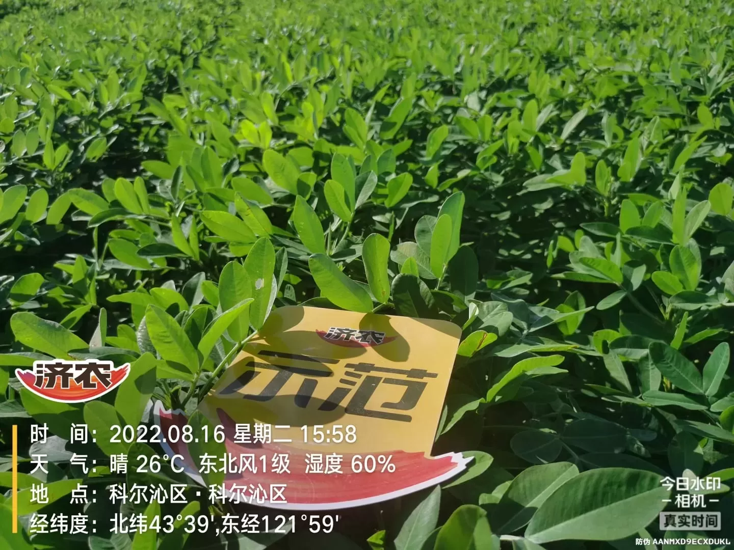 Effect of Inner Mongolia Peanuts Using Jinong Letu+Jinong Crown Irrigation(图5)