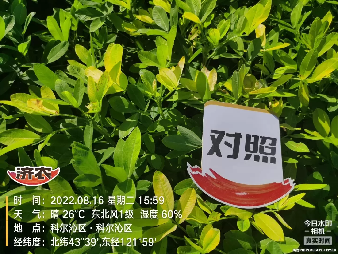 Effect of Inner Mongolia Peanuts Using Jinong Letu+Jinong Crown Irrigation(图6)