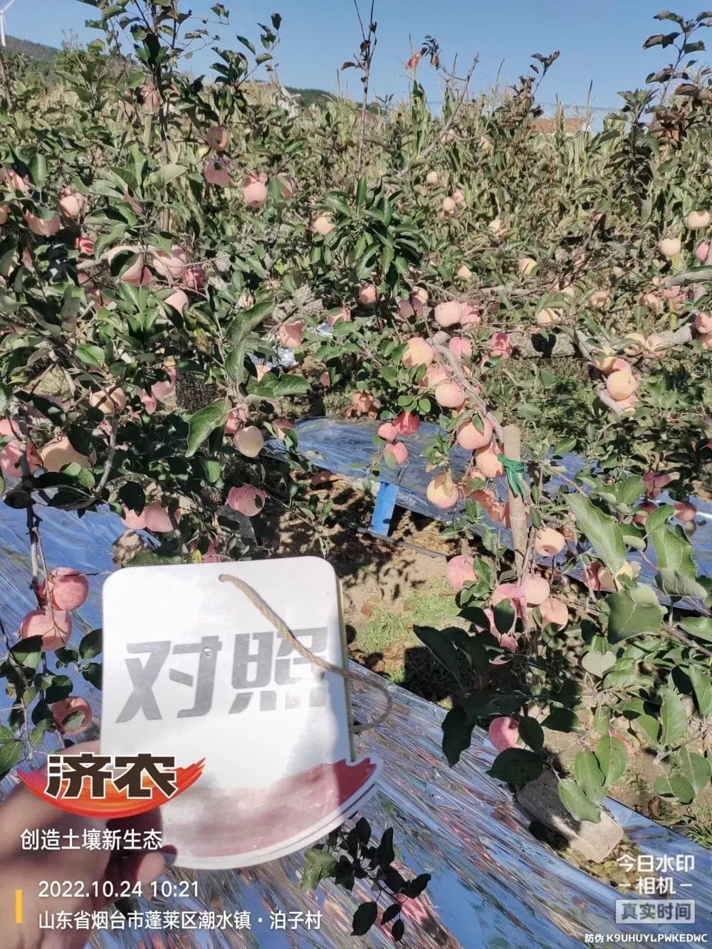 The Effect of Using Jinong Letu for Yantai Apples 3(图2)