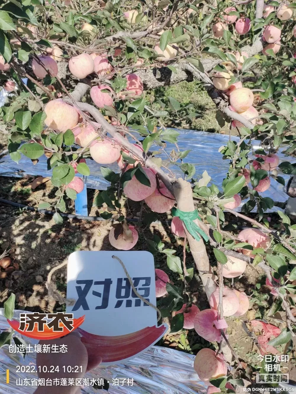 The Effect of Using Jinong Letu for Yantai Apples 3(图4)