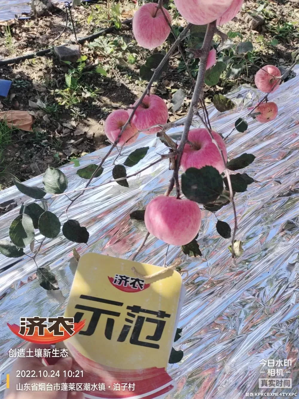 The Effect of Using Jinong Letu for Yantai Apples 3(图5)