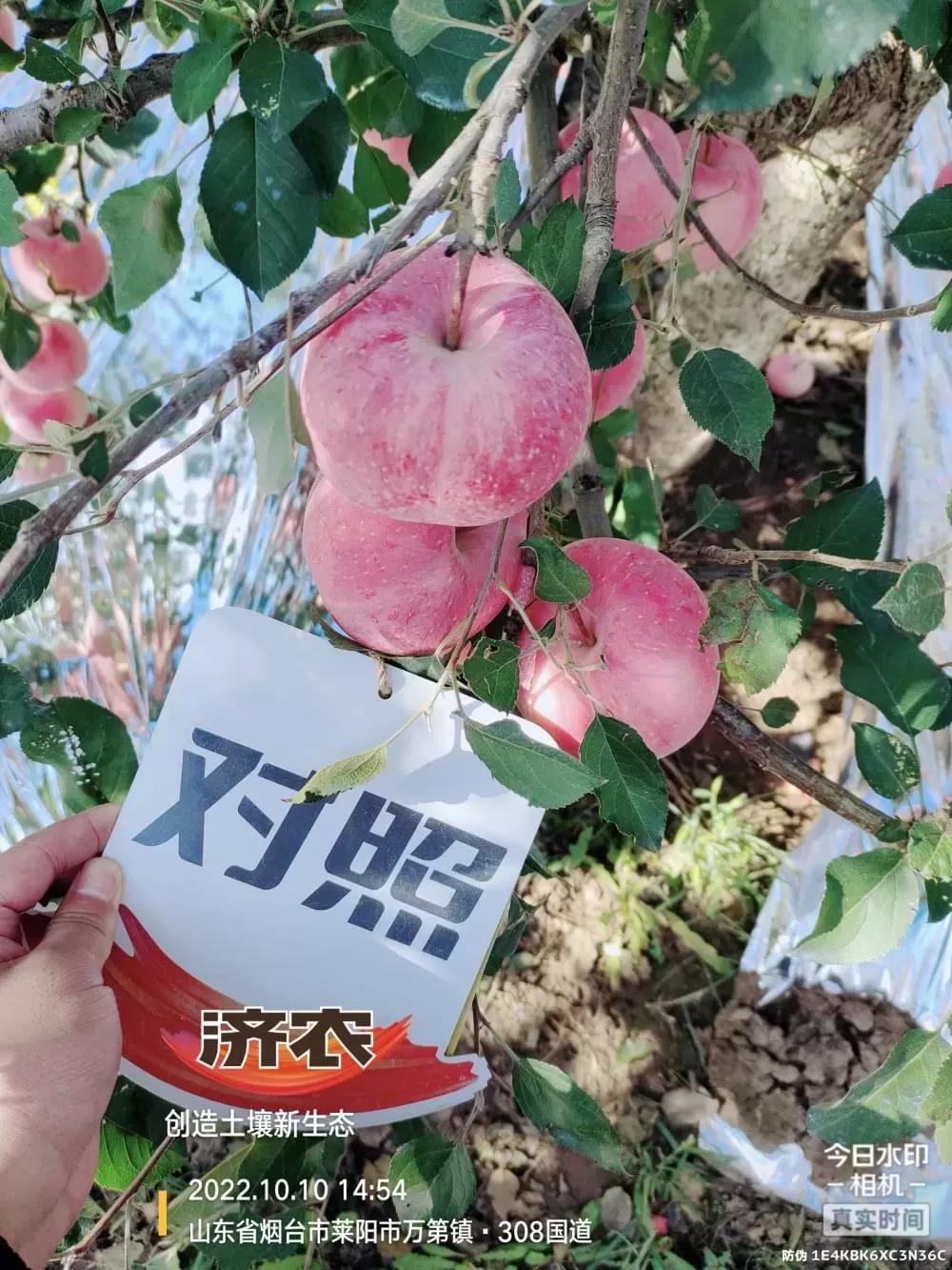 The Effect of Using Jinong Letu Irrigation for Yantai Apples(图4)