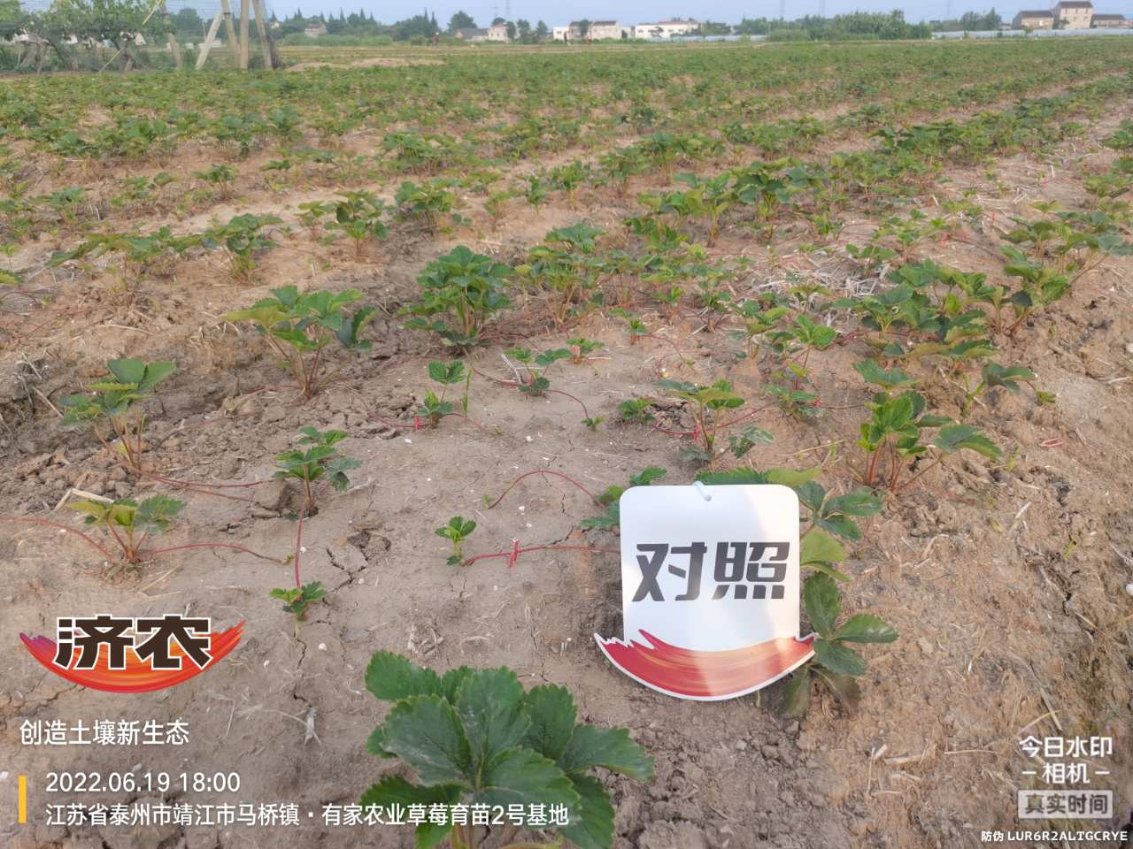 The effect of using Jinong Letu to raise seedlings of strawberries in Jiangsu province(图5)